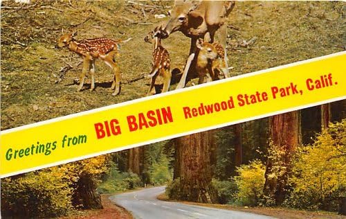 Redwood Nemzeti Park, Kalifornia Képeslap